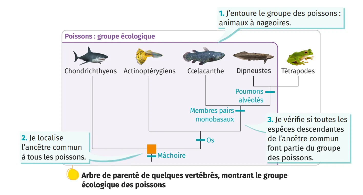 Arbre de parenté de quelques vertébrés