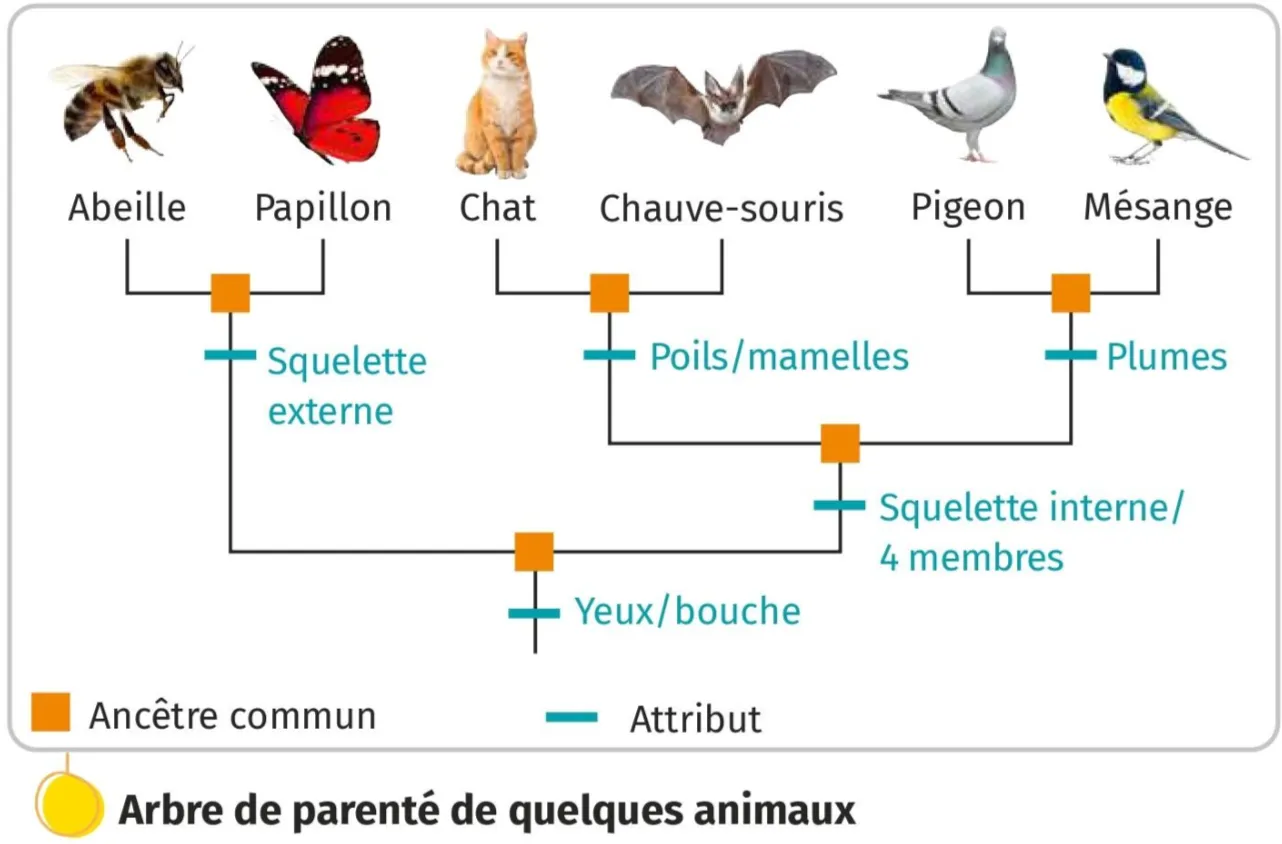 Arbre de parenté de quelques animaux