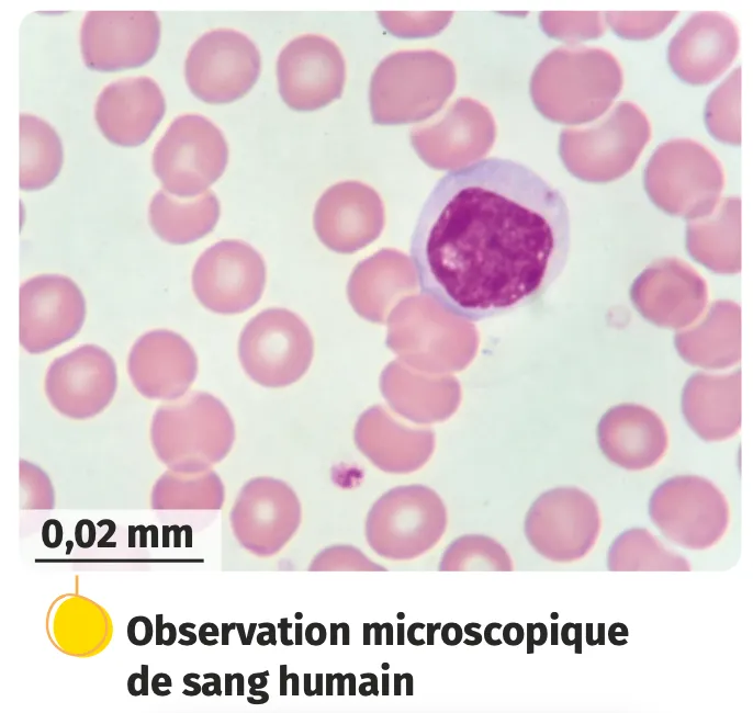 Observation microscopique de sang humain