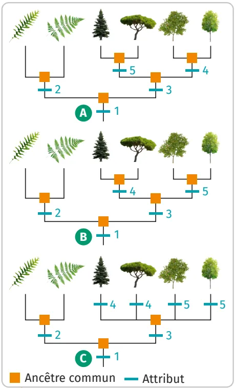 Propositions d'élèves pour
l'arbre de parenté