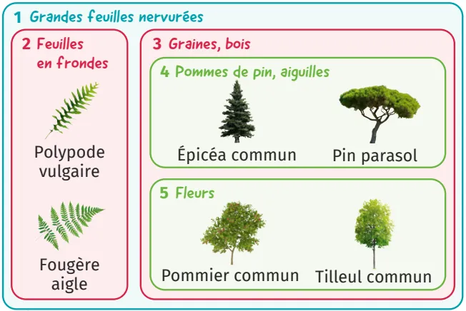 Classification en groupes emboîtés
de quelques végétaux