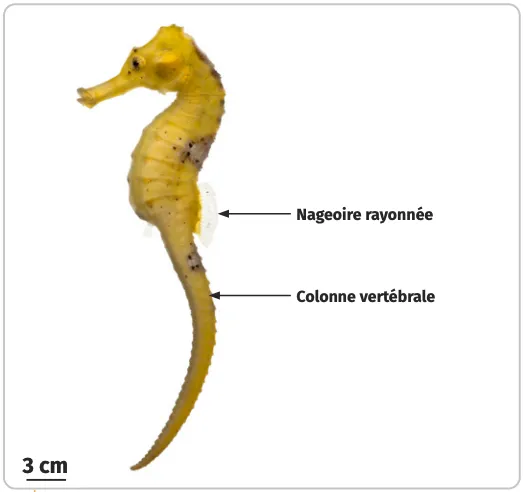 Hippocampe jaune, corps courbé, nageoires petites, fond uni.