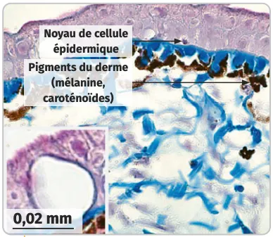 Image microscopique de tissu avec cellules bleues et brunes sur fond clair.