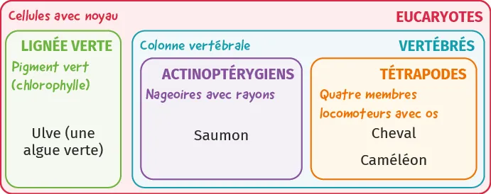 Schéma de classification biologique montrant les eucaryotes, vertébrés, actinoptérygiens et tétrapodes.