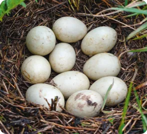 Neuf œufs tachetés dans un nid de brindilles sur le sol.