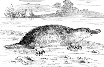 Dessin d'un ornithorynque, animal à bec de canard, corps de loutre et pattes palmées, près de l'eau.