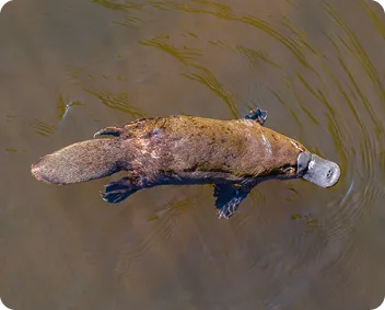 Lamantin nageant, vu d'en haut, dans des eaux peu profondes.