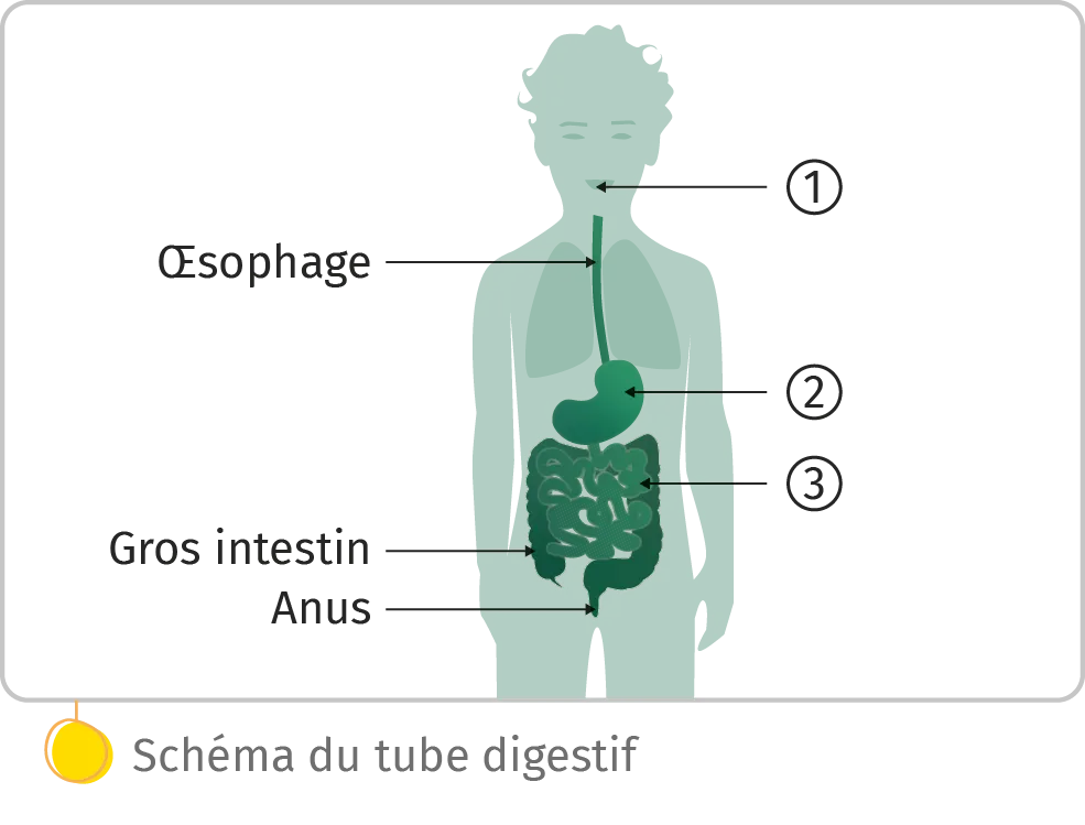 Schéma du tube digestif