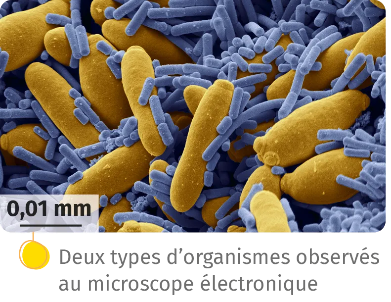 Deux types d'organismes observés au microscope électronique