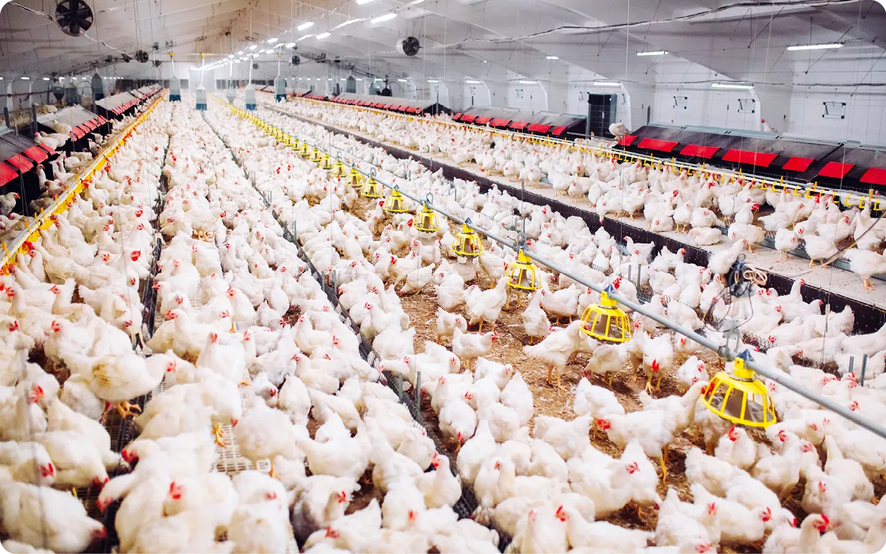 Élevage intensif de poulets en France