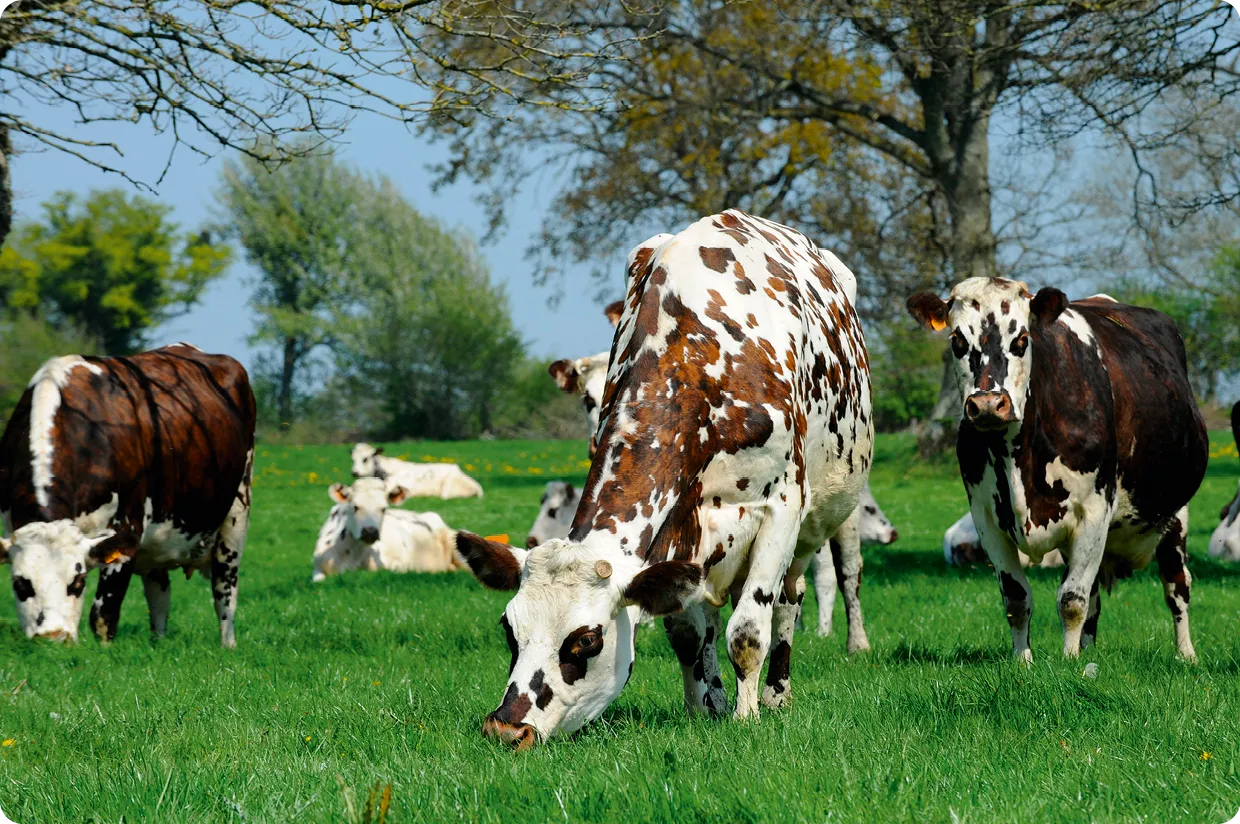 Élevage extensif de vaches laitières en Normandie