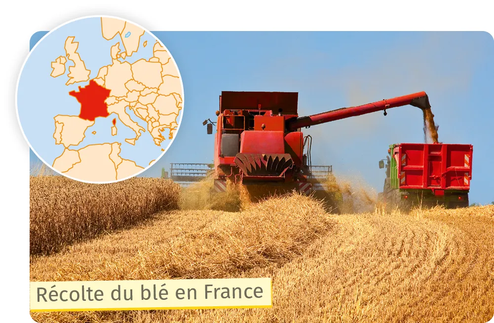 Photographie : moissonneuse-batteuse récoltant du blé en France.