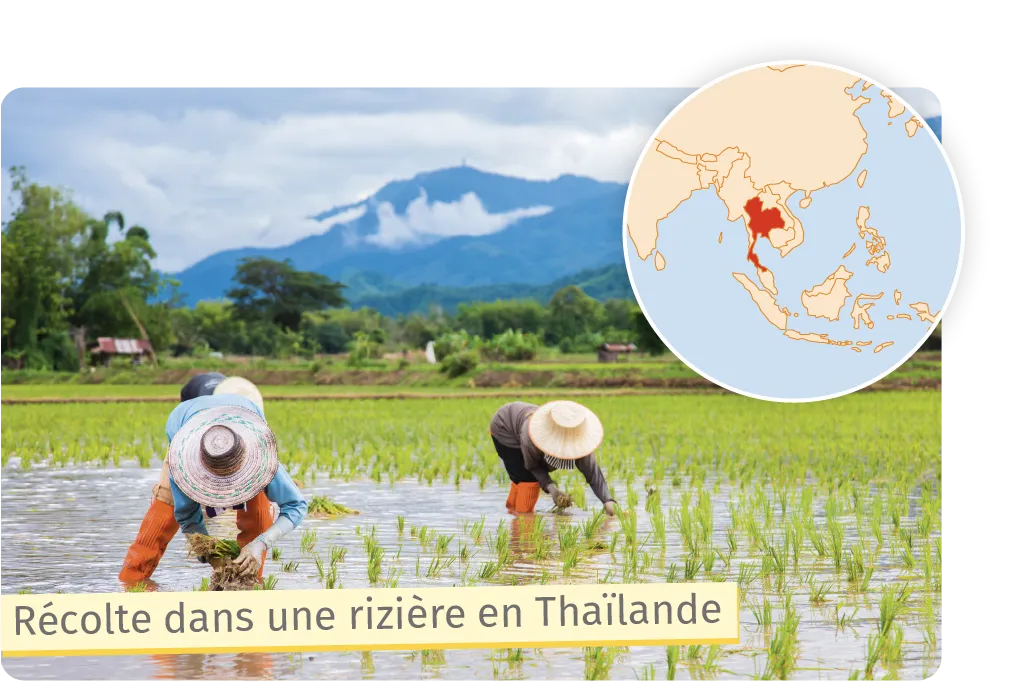 Récolte dans une rizière en Thaïlande