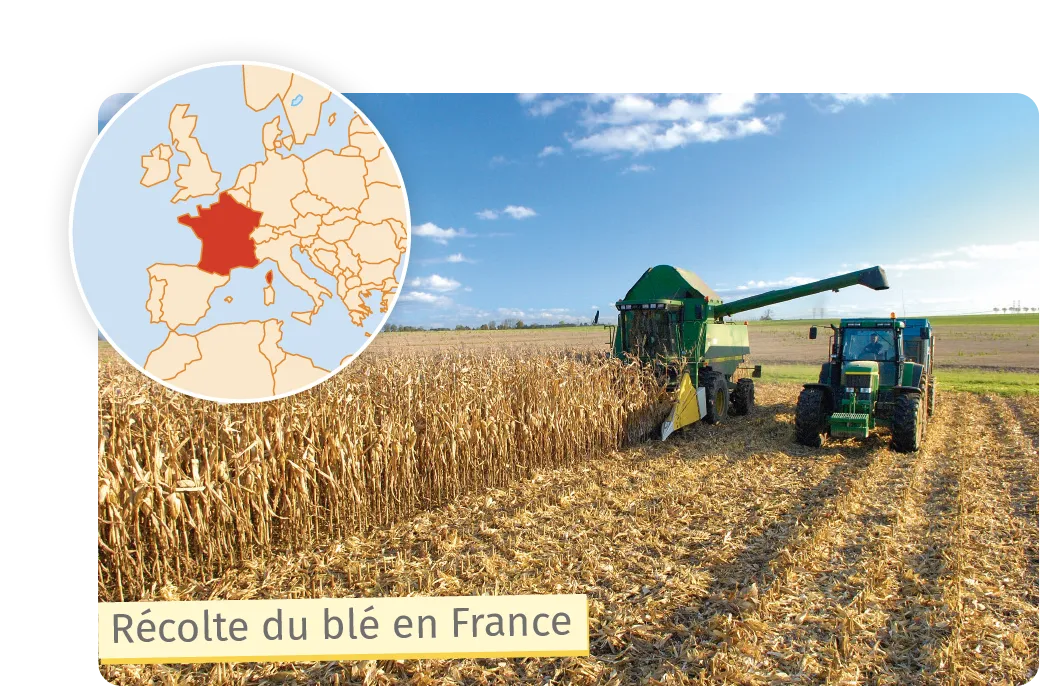 Tracteur récolatant du blé en France