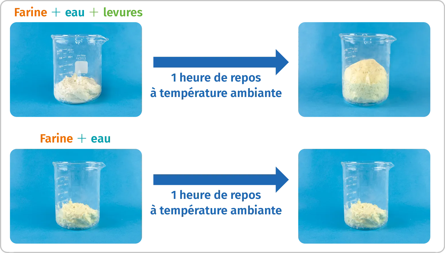 Expérience pour comprendre le rôle des levures dans la fabrication du pain