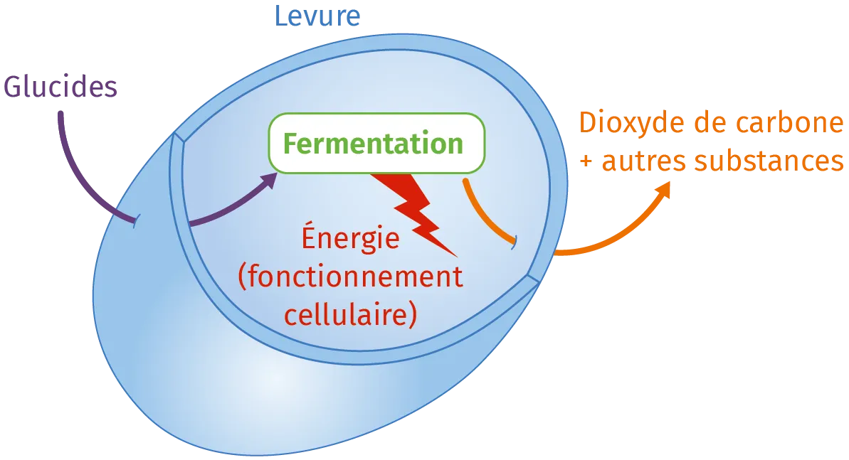 Schéma du fonctionnement cellulaire des levures