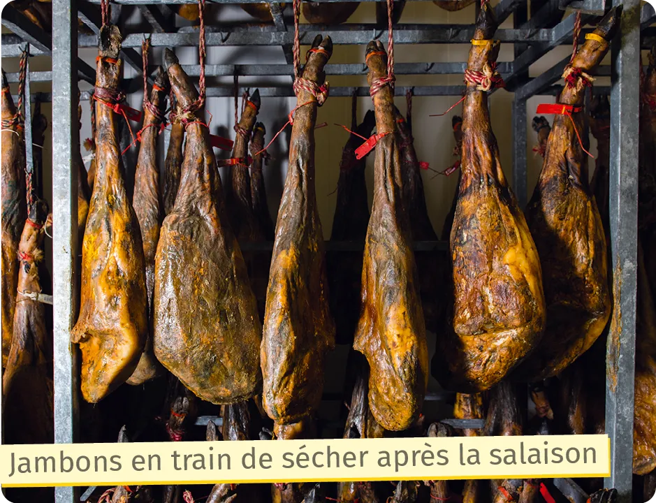 Jambons en train de sécher après la salaison