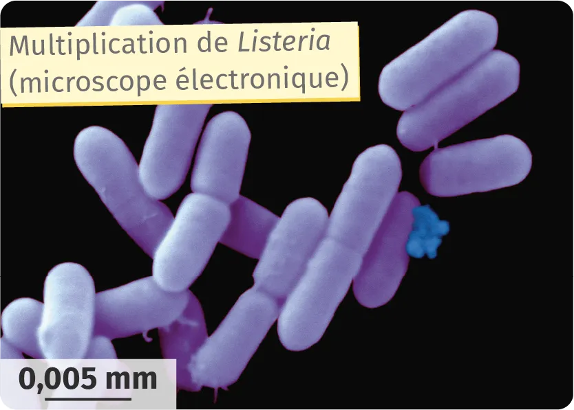 Listeria au microscope