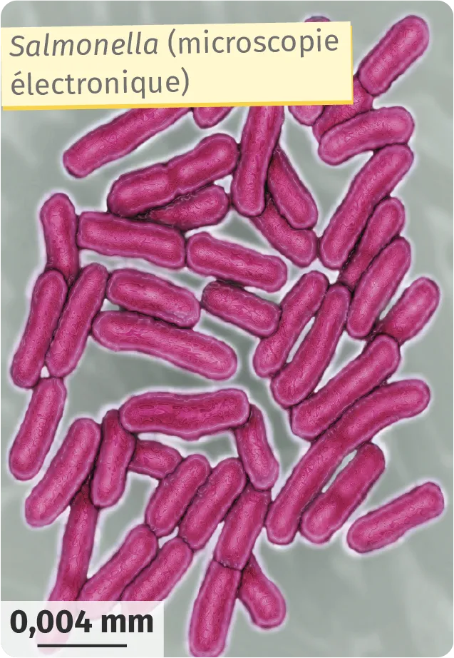 Salmonella (microscopie électronique)