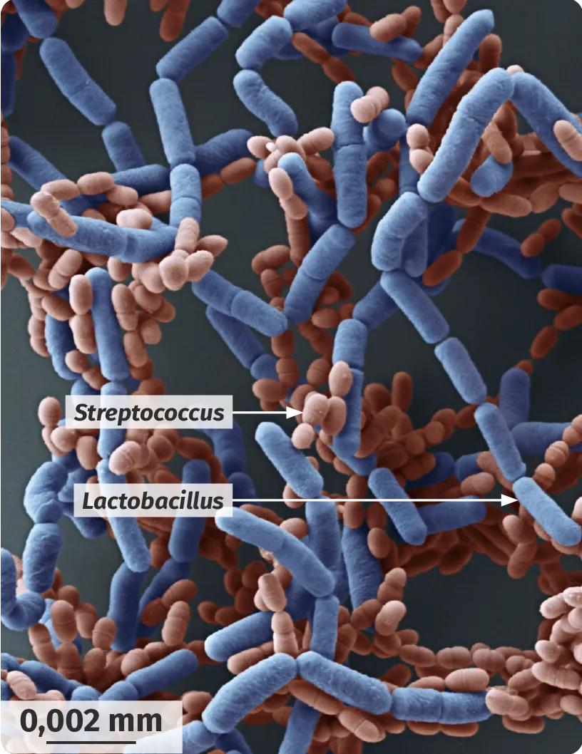 Lactobacillus et Streptococcus, les bactéries du yaourt,
vues en microscopie électronique