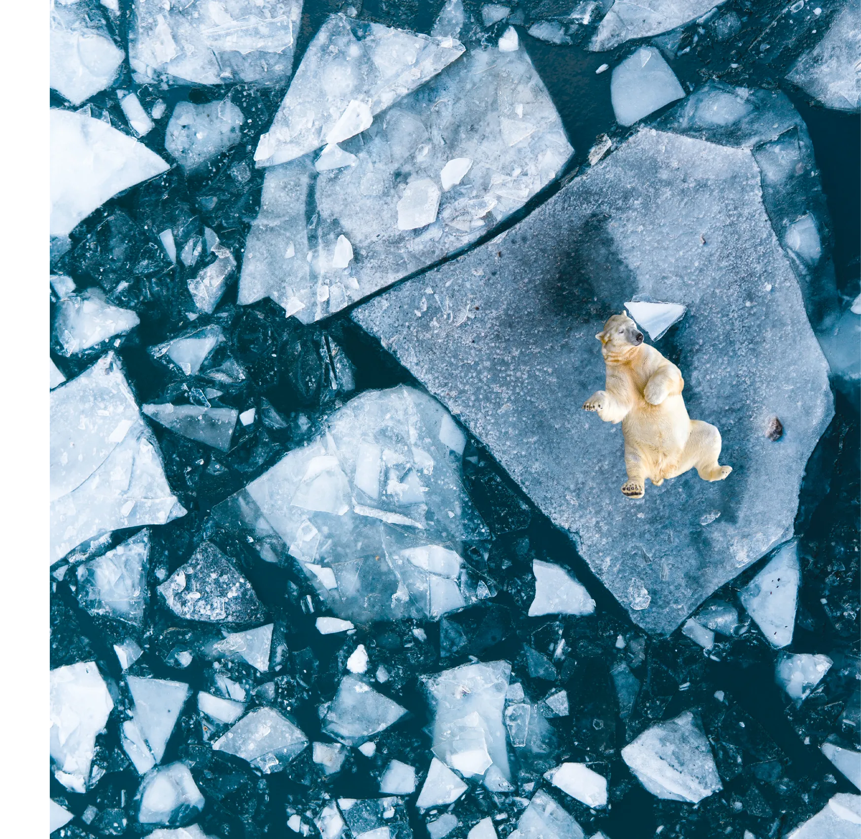 Cet ours polaire essaye de se rafraîchir sur un morceau de banquise. La banquise a perdu plus d'un quart de sa surface à cause du réchauffement climatique.