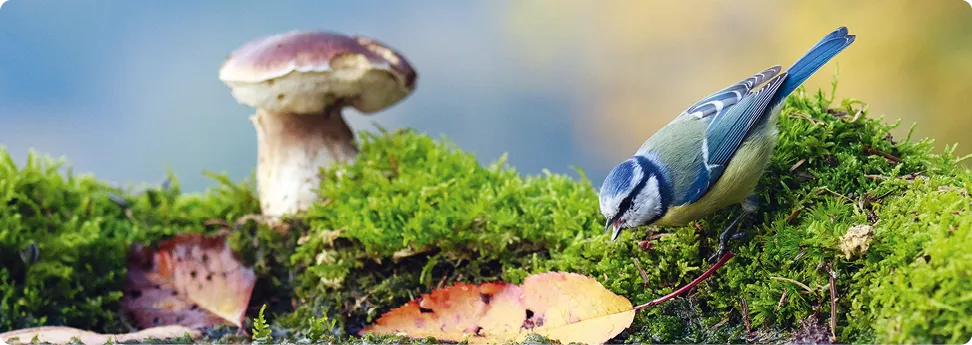 Mésange bleue sur mousse près d'un champignon, feuilles d'automne éparpillées.