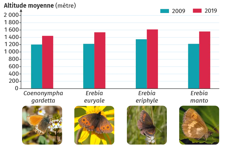 Graphique barres: altitude moyenne de 4 papillons en 2009 (bleu) et 2019 (rouge). Photos papillons en bas.