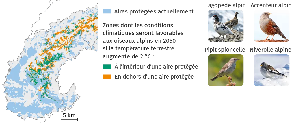 Carte: aires protégées et zones favorables aux oiseaux alpins en 2050, avec photos de 4 oiseaux.