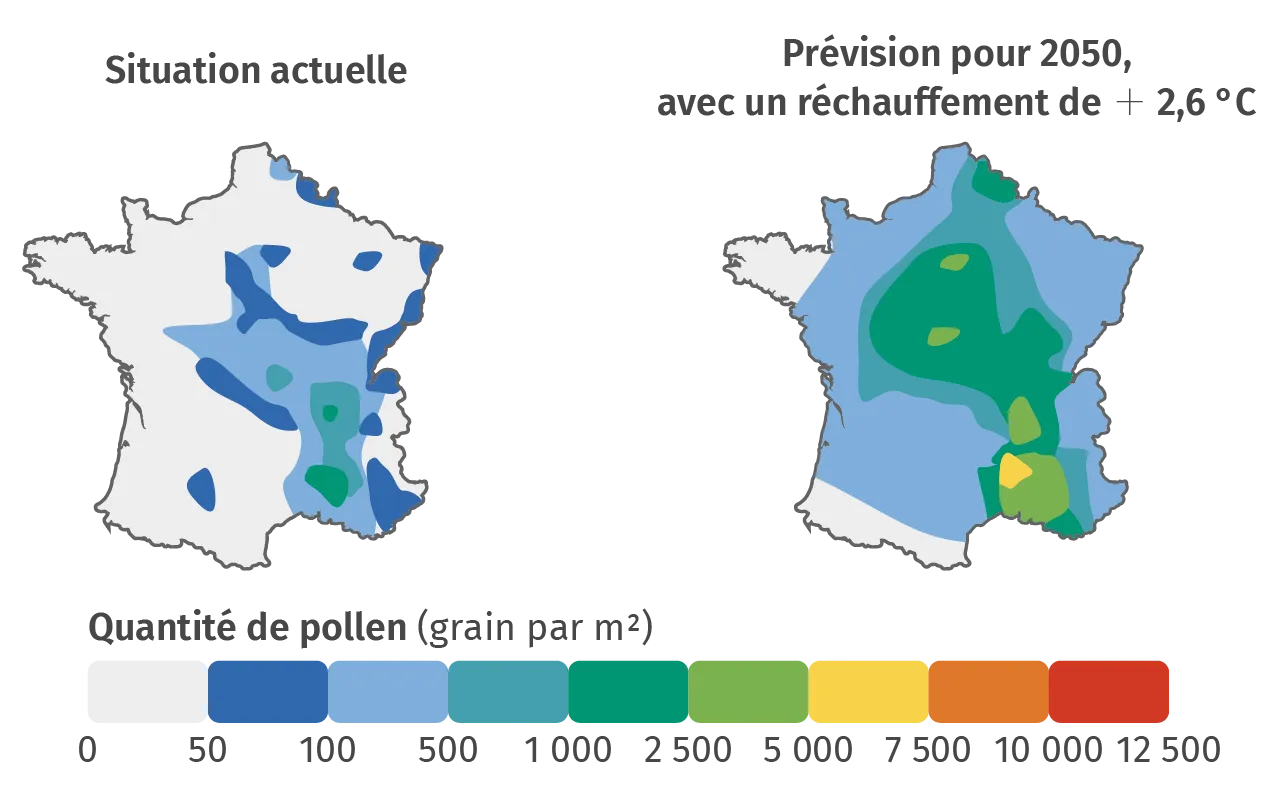 Carte de la quantité de pollen émis par l'ambroisie actuellement en France et sous l'hypothèse d'un réchauffement climatique de + 2,6 °C.