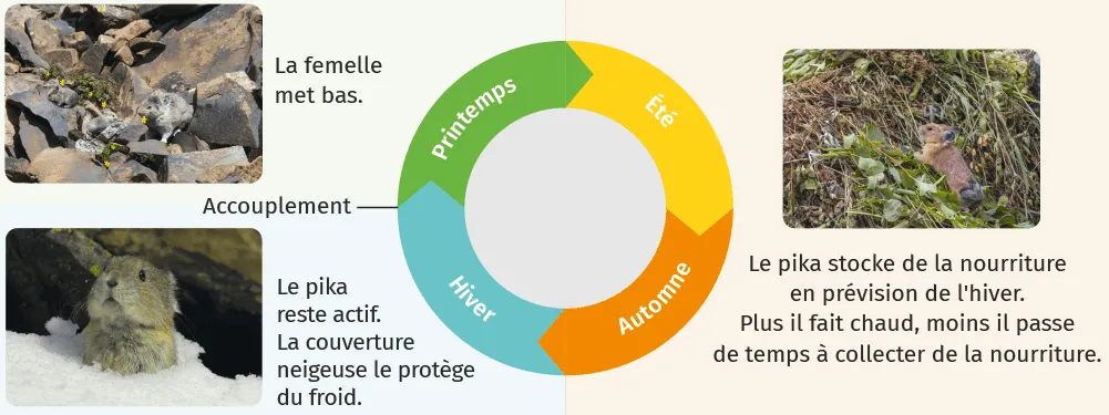 Activité du pika au cours de l'année