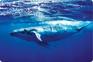 Baleine sous l'eau, bleu profond, nage paisiblement.