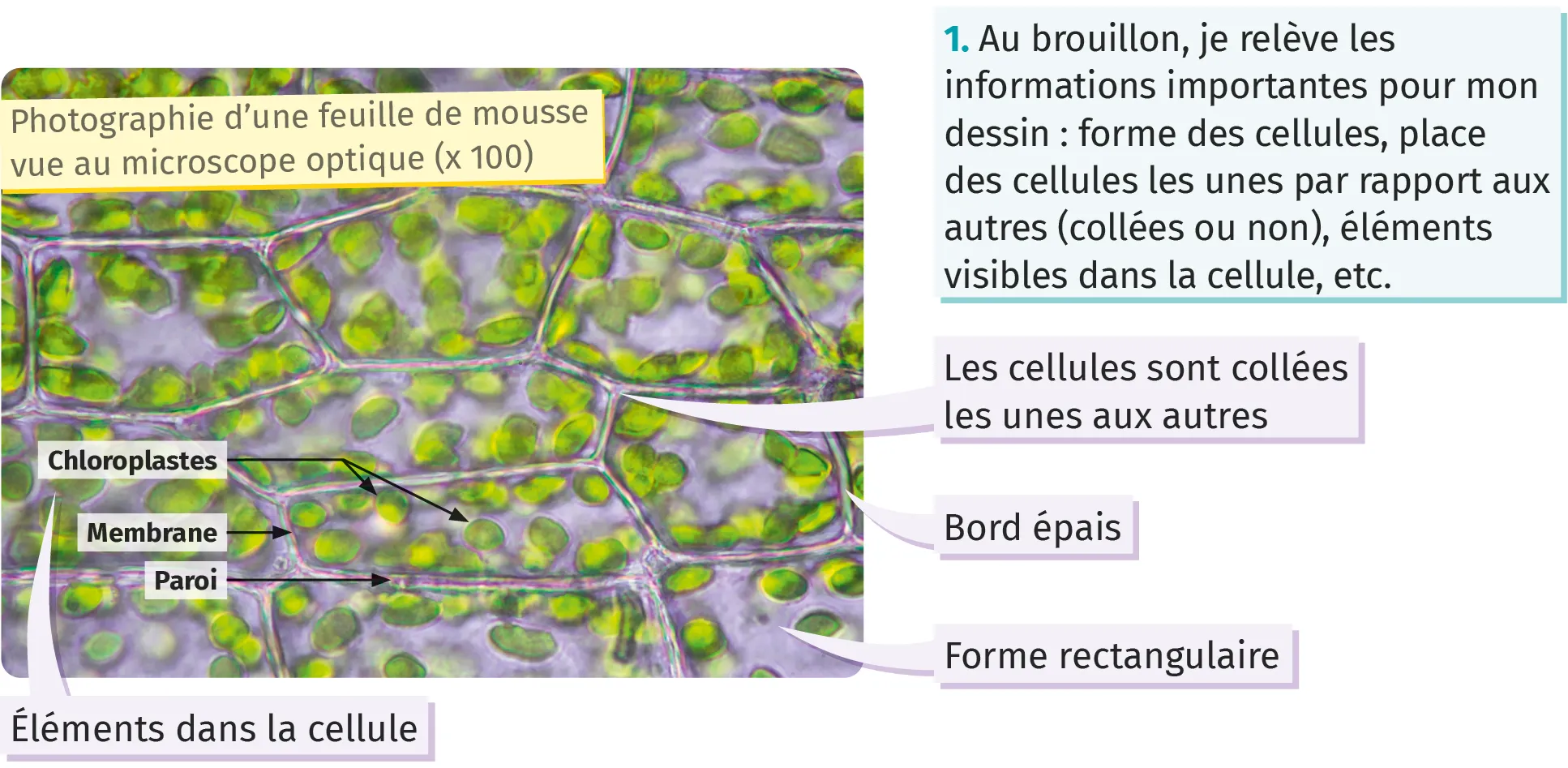 Photographie d'une feuille de mousse
vue au microscope optique (x 100)