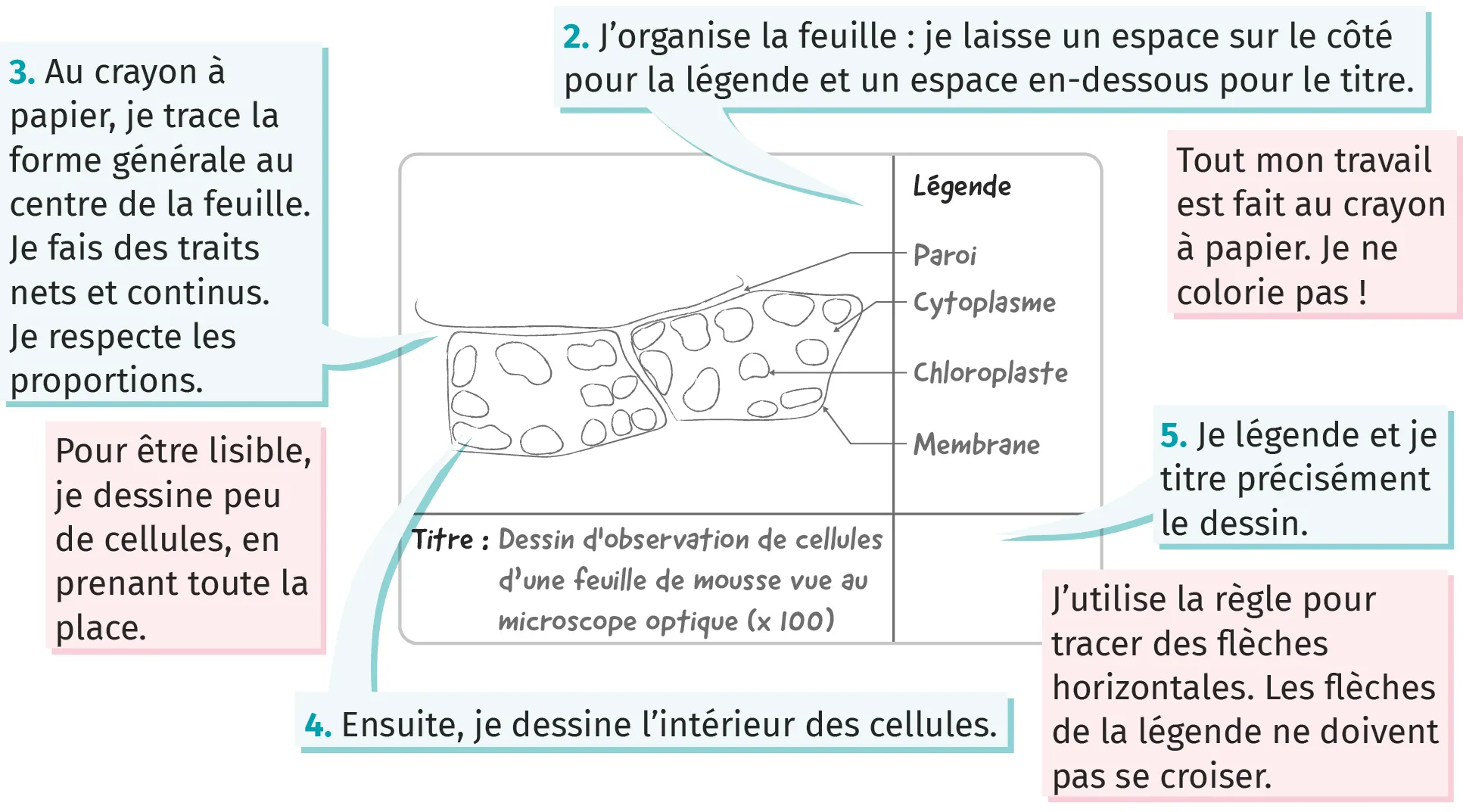 Dessin d'observation d'une feuille de mousse
vue au microscope optique