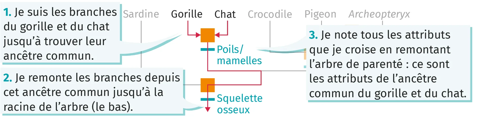 Identifier les éléments d'un arbre de parenté