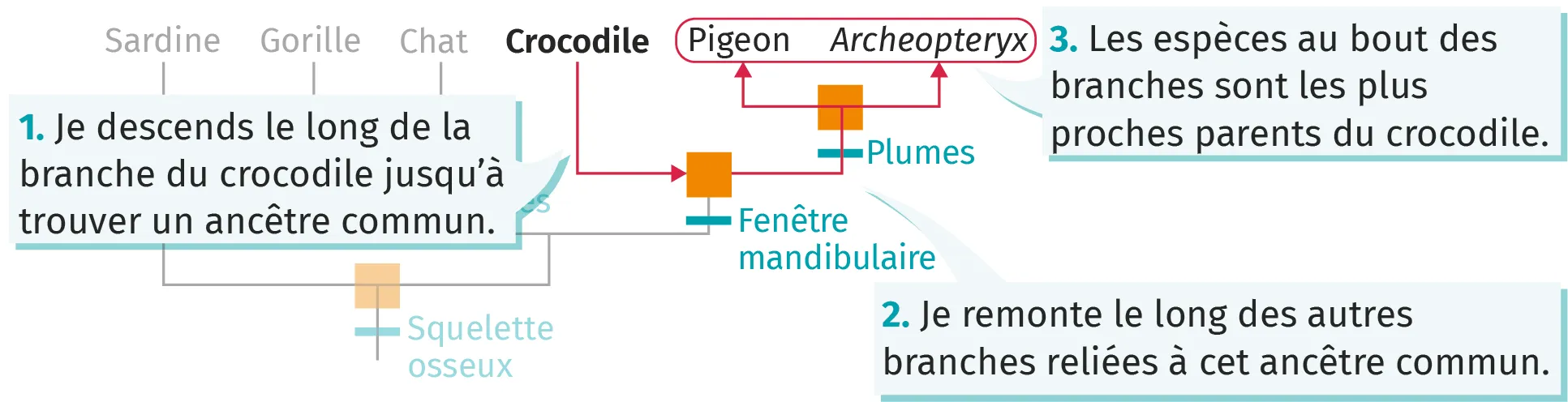 Identifier les éléments d'un arbre de parenté