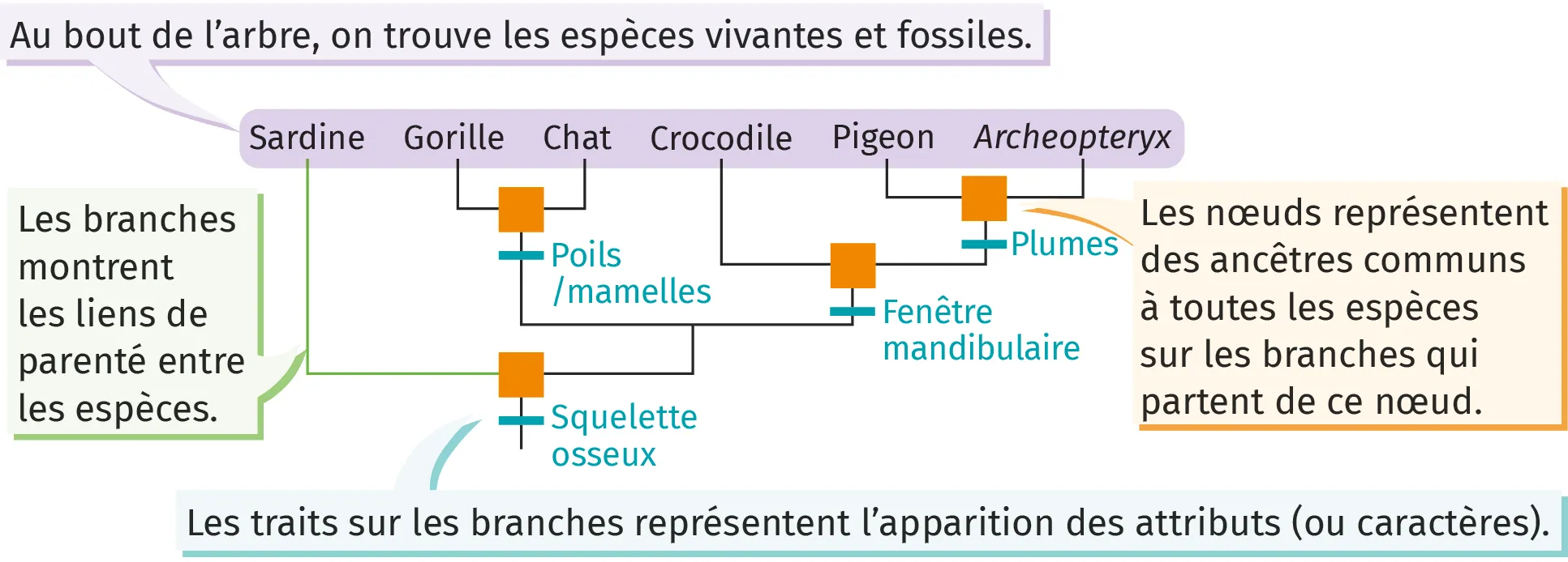 Identifier les éléments d'un arbre de parenté