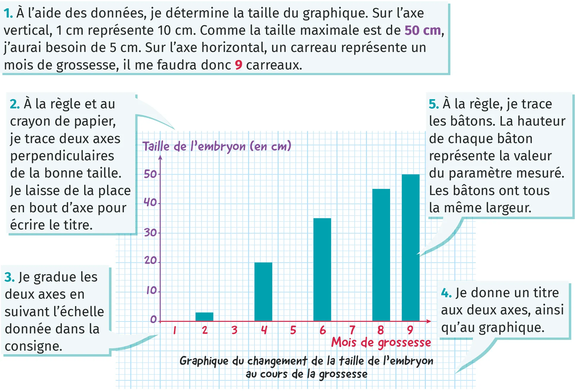 Graphique en bâtons représentant le changement de la taille de
l'embryon au cours de la grossesse.