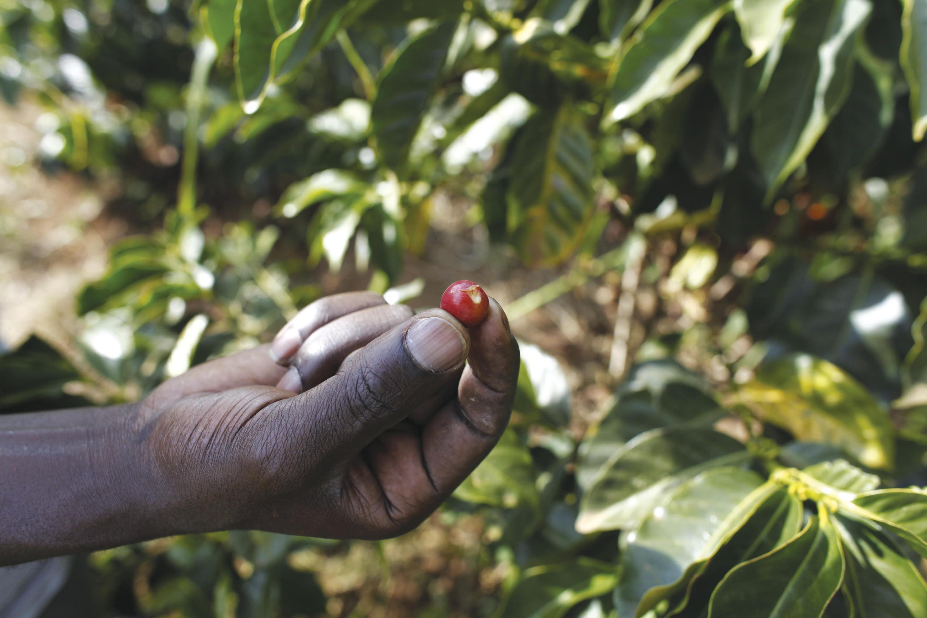 Plantation de café financée par un microcrédit