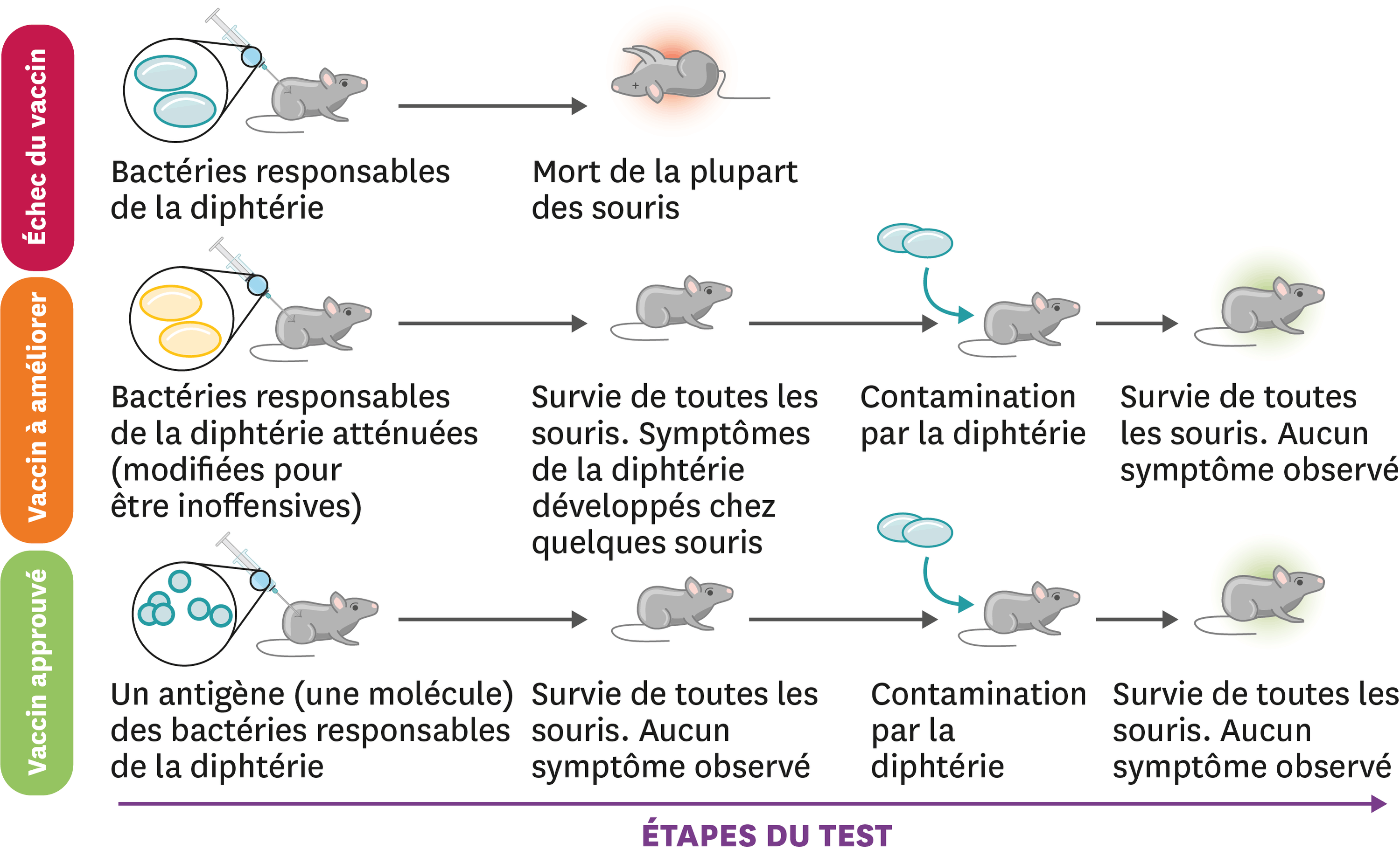 Le Principe De La Vaccination Svt 3eme Le Principe De La Vaccination Svt 3eme
