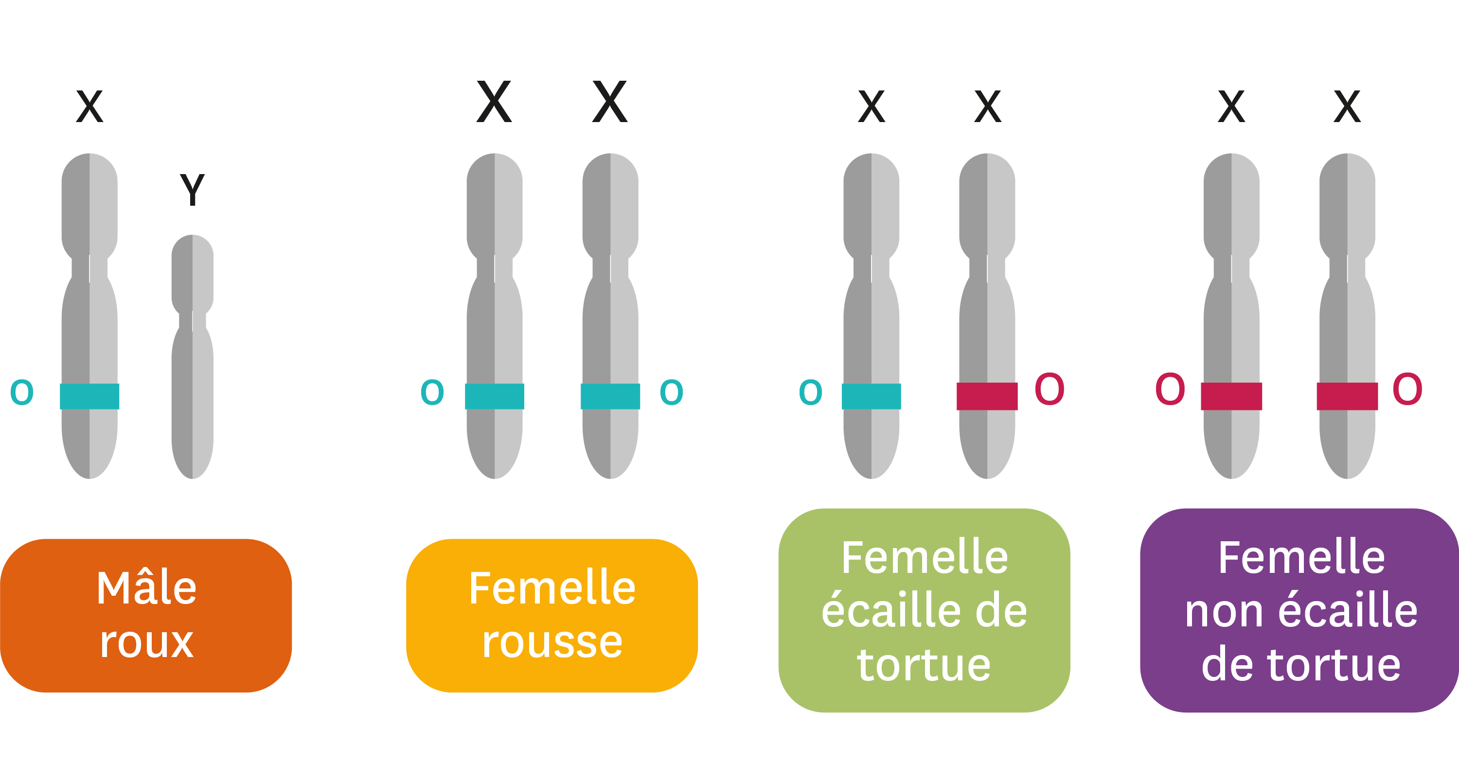 Que se passe-t-il quand plusieurs gÃ¨nes et allÃ¨les participent Ã un