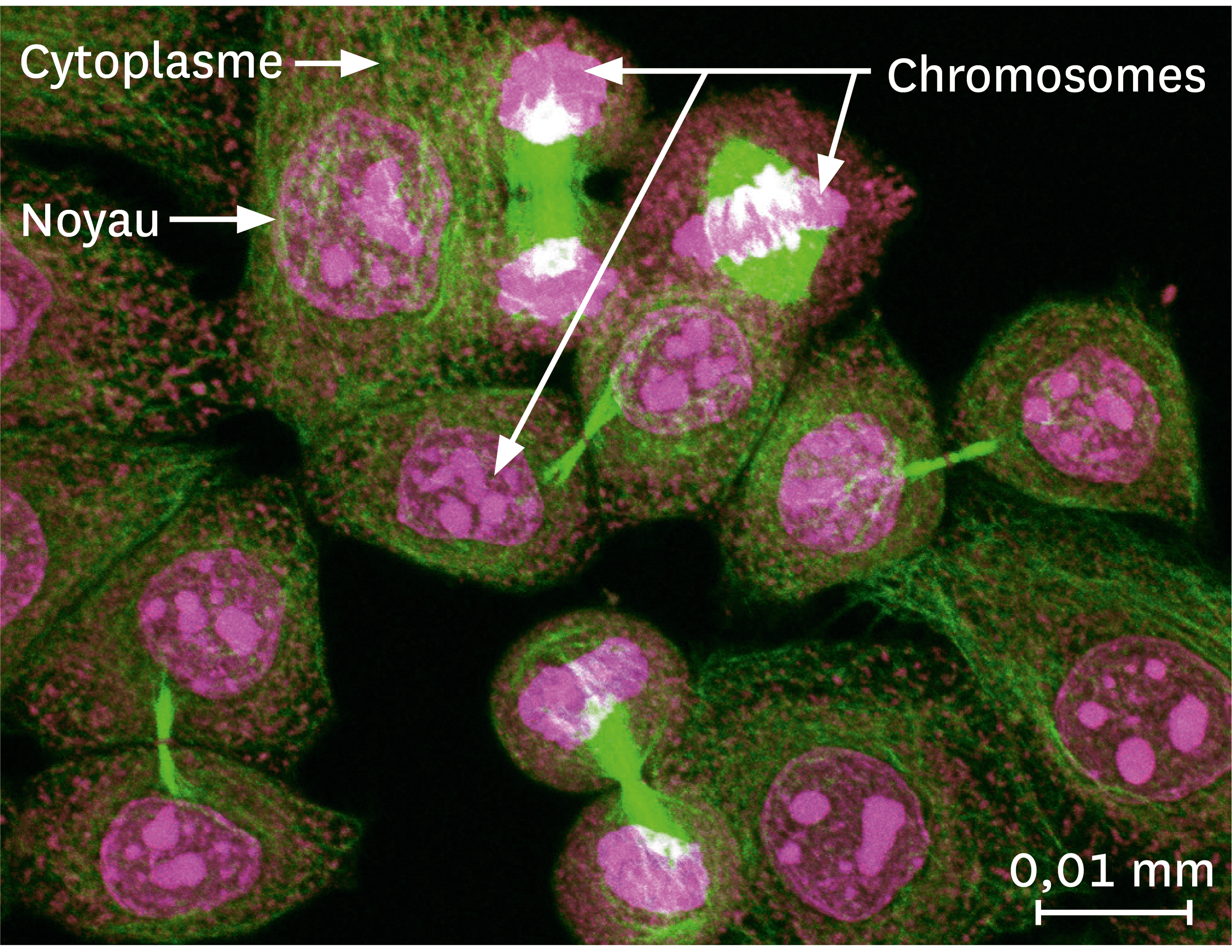 <stamp theme='svt-green1'>Doc. 4</stamp> Une observation par microscopie à fluorescence d'une culture de cellules humaines en train de se multiplier.