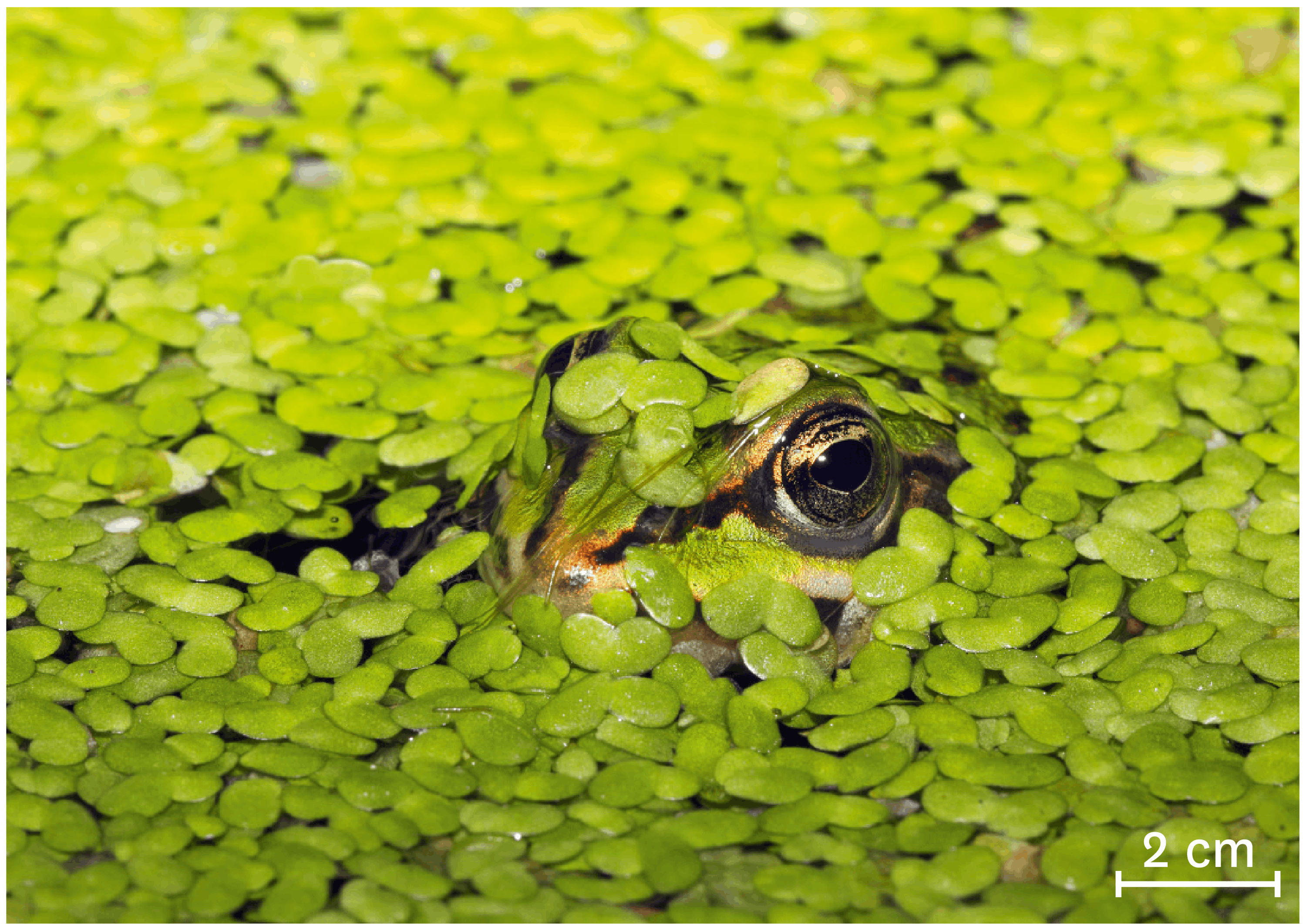 <stamp theme='svt-green1'>Doc. 3</stamp> Une grenouille dissimulée sous des lentilles d'eau.