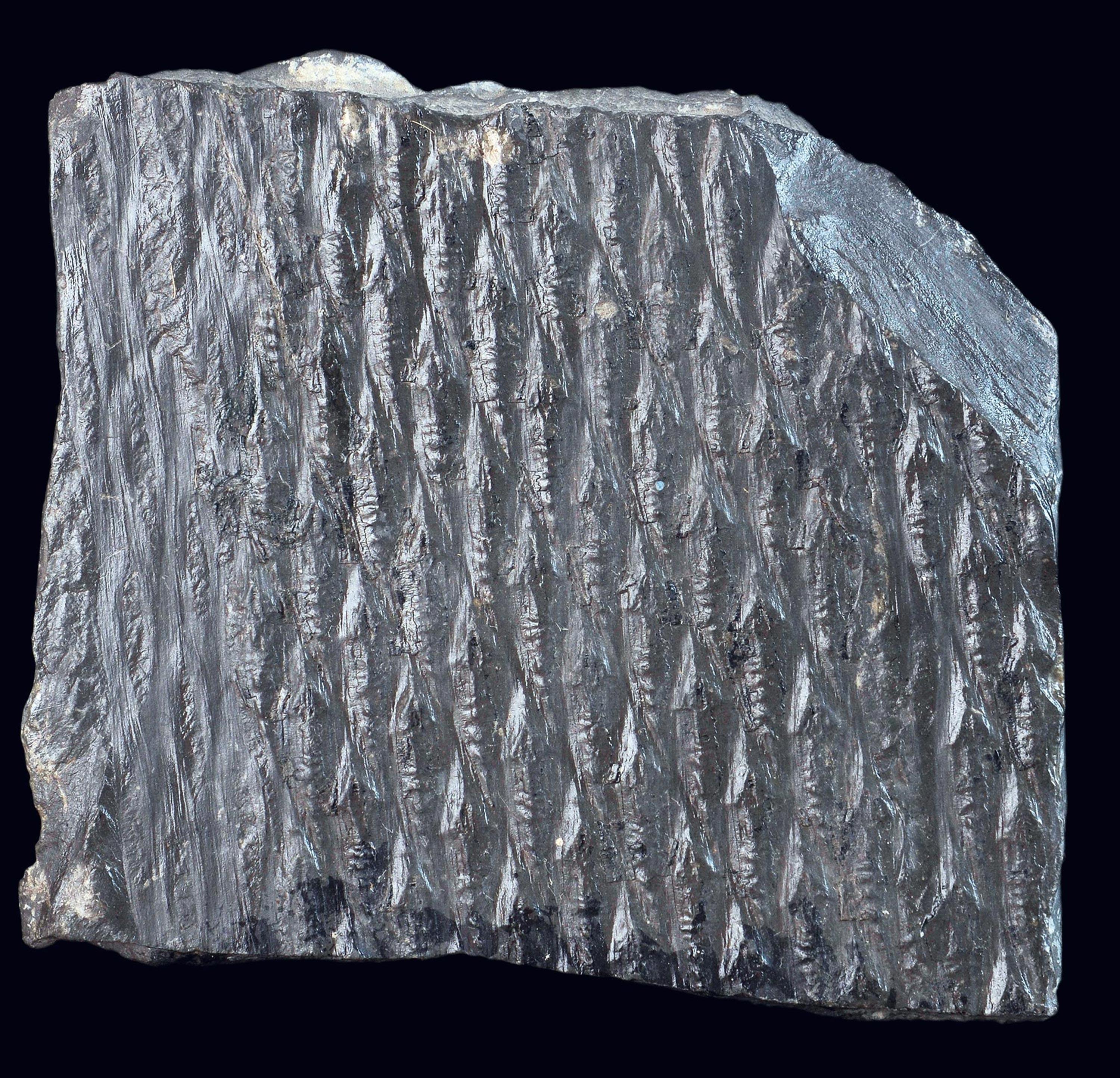 <stamp theme='svt-green1'>Doc. 1</stamp> Un morceau de charbon contenant un fossile de lépidodendron (une fougère arborescente) daté du Carbonifère.
