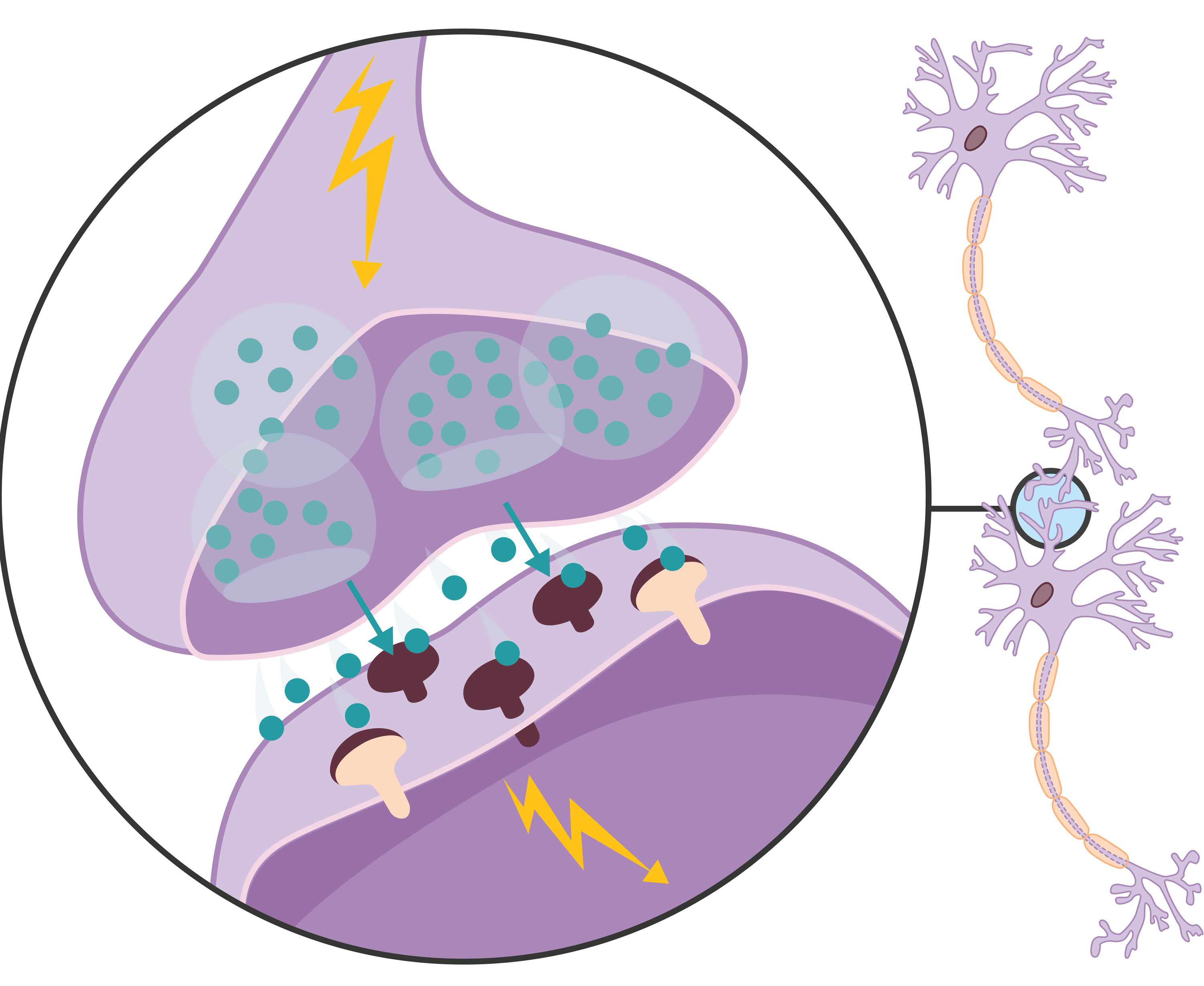 <stamp theme='svt-green1'>Doc. 2</stamp> Une synapse et la transmission du message entre deux cellules nerveuses.