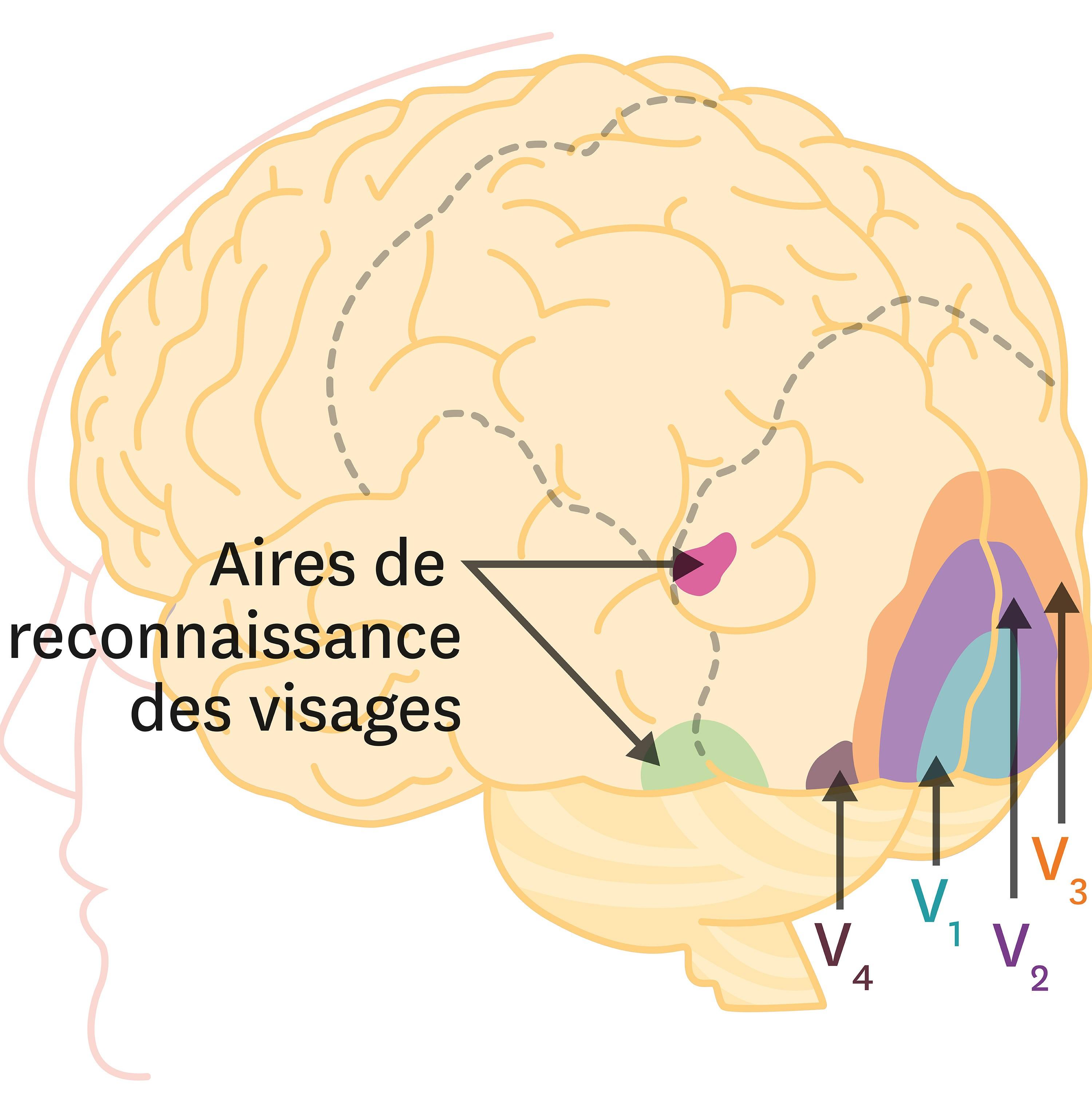 <stamp theme='svt-green1'>Doc. 3</stamp> Les zones d’activation du cerveau lors de stimulations visuelles.