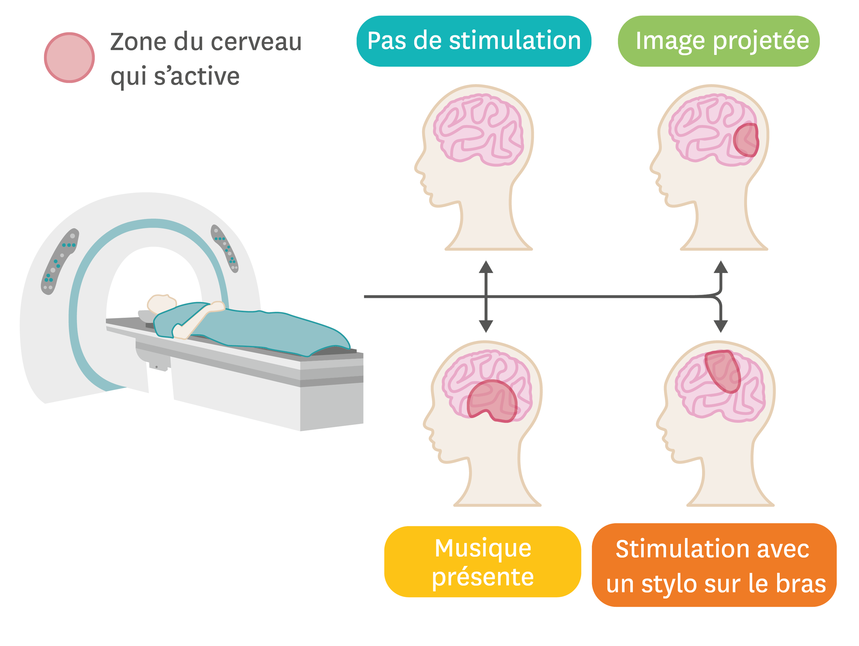<stamp theme='svt-green1'>Doc. 1</stamp> L’IRM permet de visualiser les zones d’activation du cerveau.