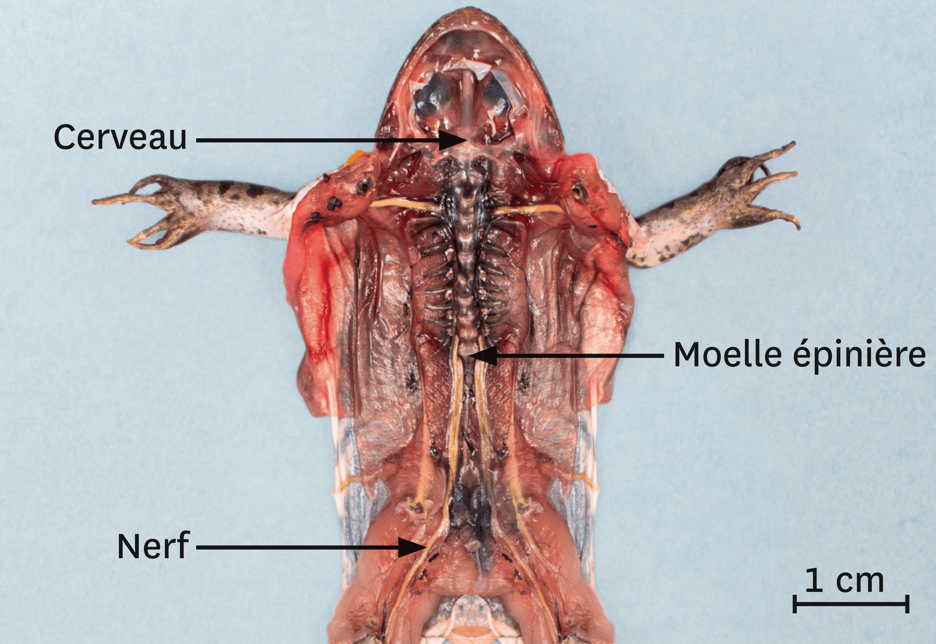<stamp theme='svt-green1'>Doc. 4</stamp> Une dissection du système nerveux de la grenouille.