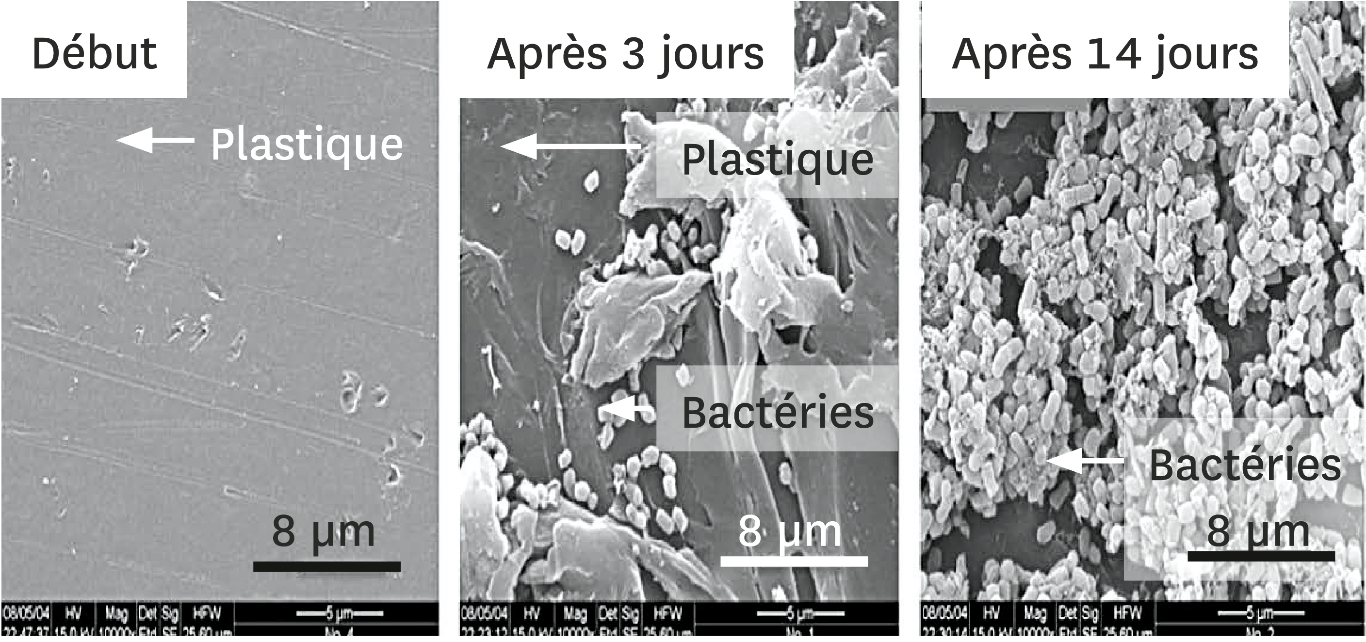 <stamp theme='svt-green1'>Doc. 2</stamp> Le développement de la bactérie Rhodococcus ruber sur la surface du plastique, observé au microscope électronique à balayage.