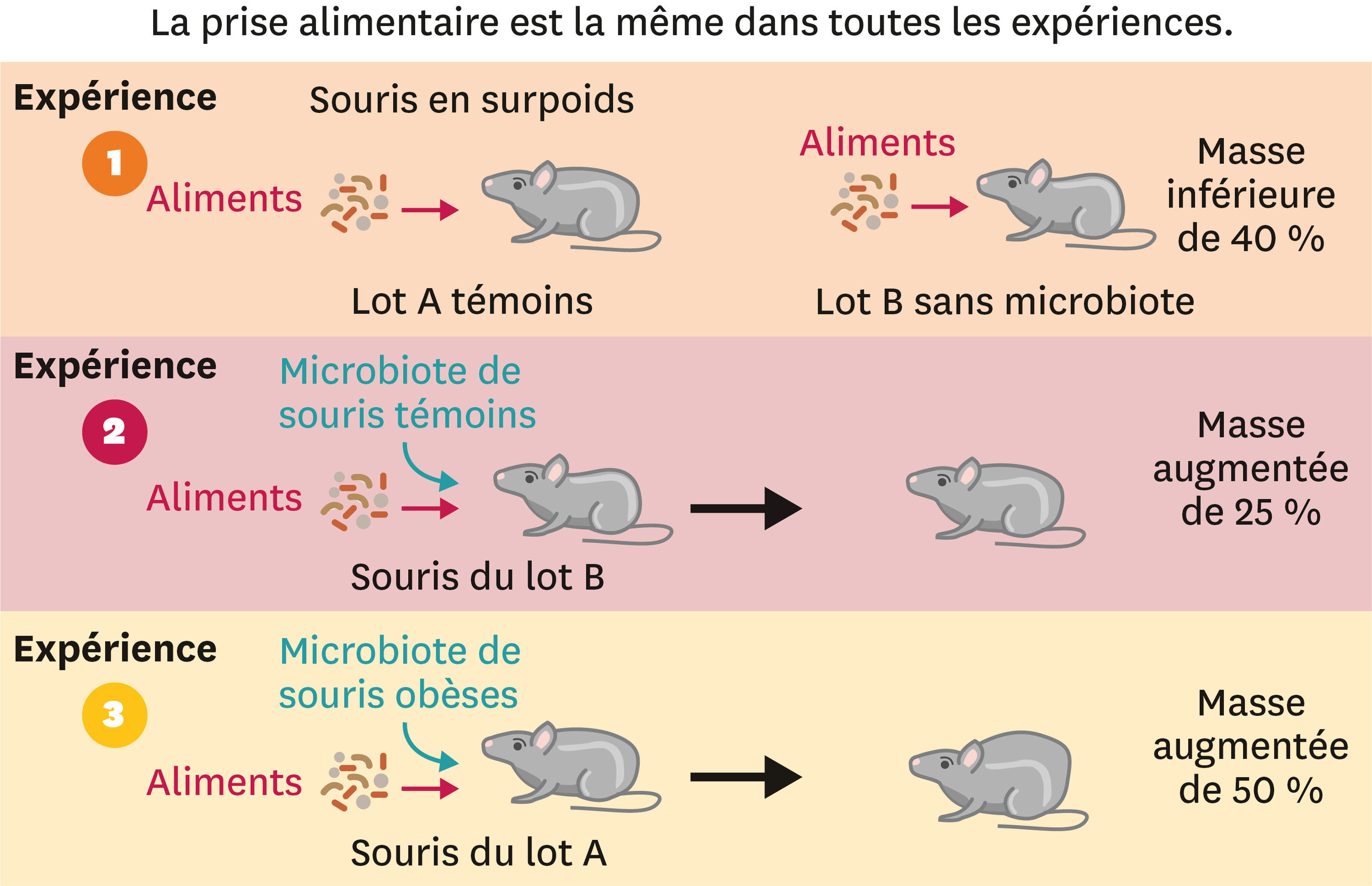 <stamp theme='svt-green1'>Doc. 4</stamp> Des expériences de transferts de microbiote chez des souris.