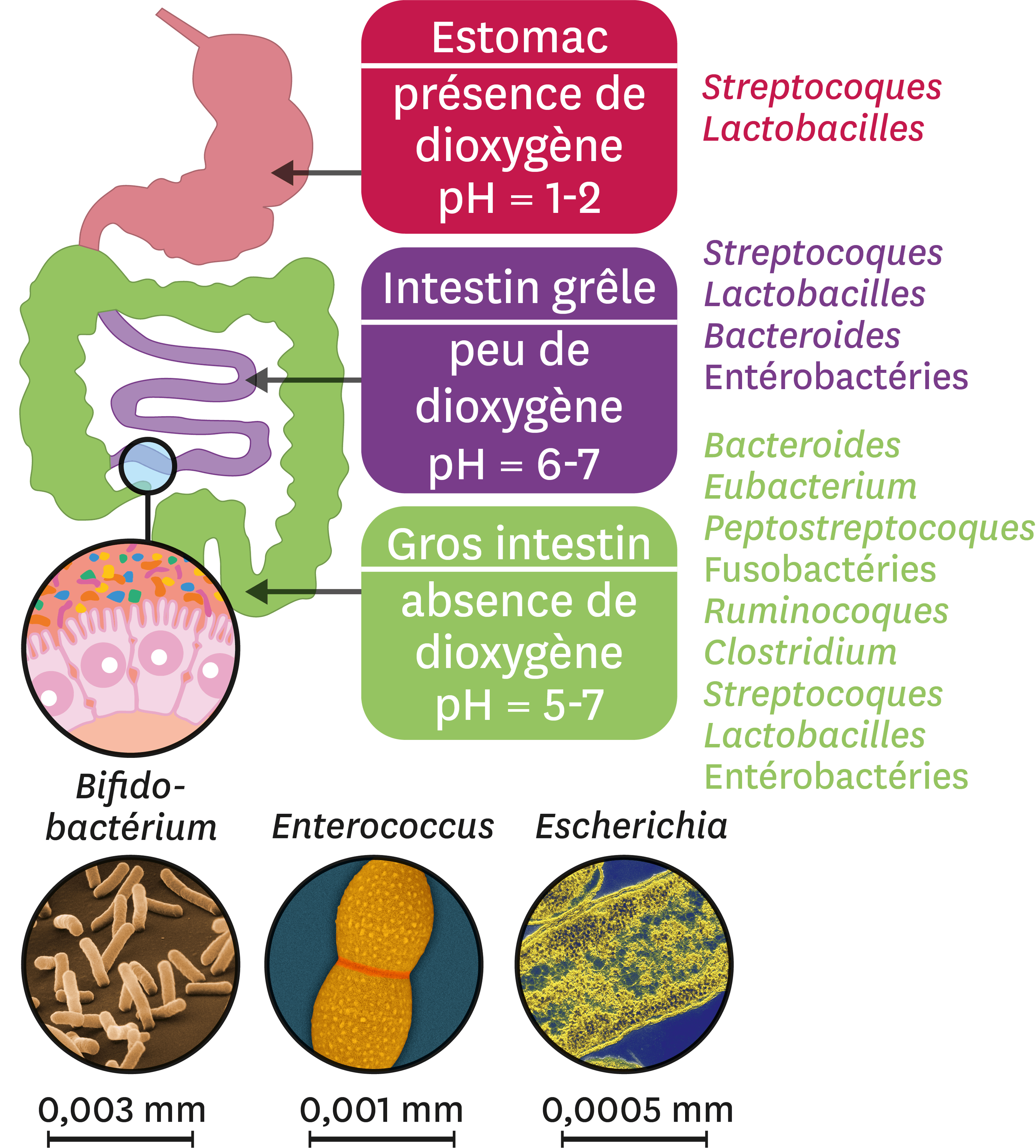 <stamp theme='svt-green1'>Doc. 2</stamp> La diversité du microbiote le long du tube digestif.